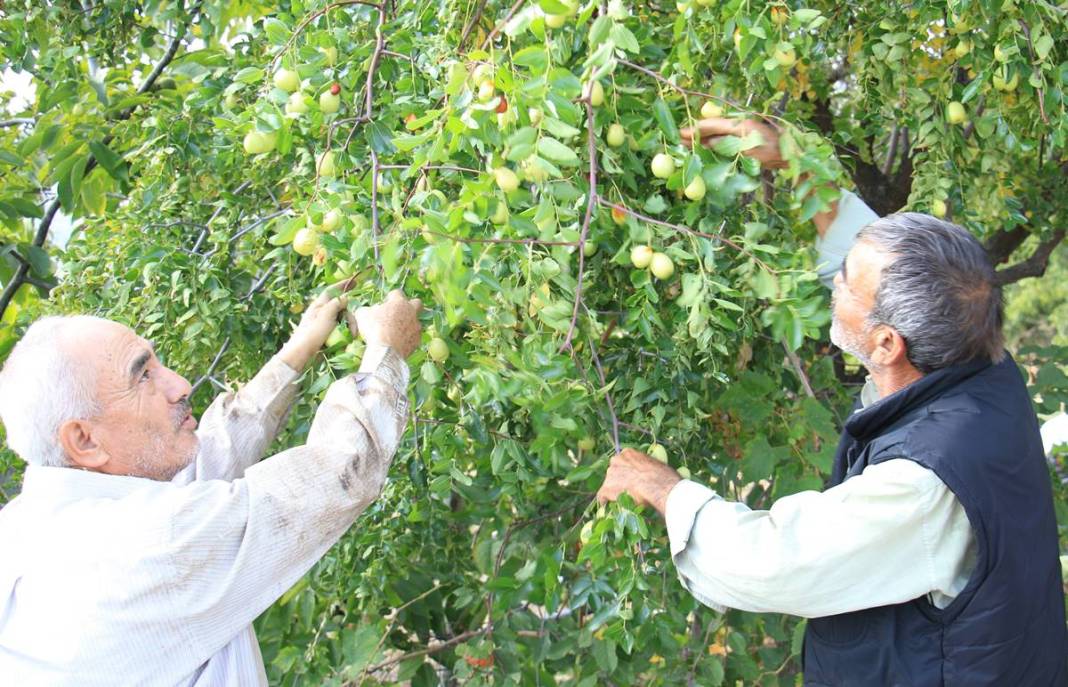 Bahçeye doğal çit olsun diye dikmişlerdi: Gelir kapısı oldu! Kilosunu 50 TL'den satıyor, bir taşla iki kuş... 9